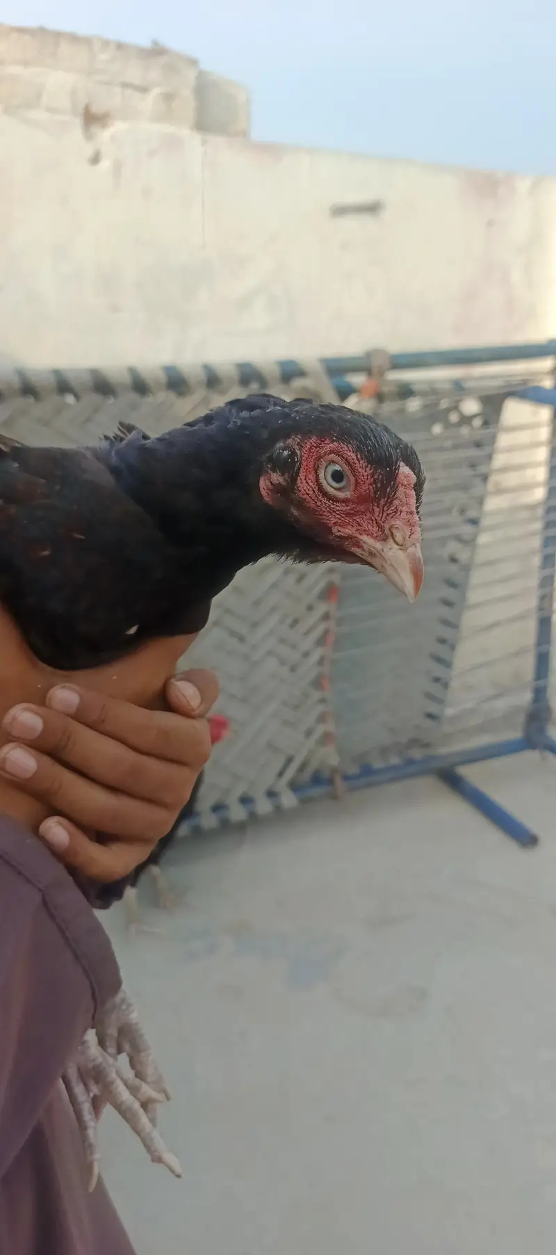 miawali pear hens — photo 6