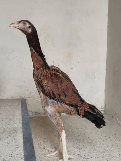 7Month age Female hen for sale