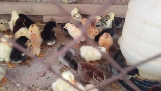 Aseel Dasi chicks
