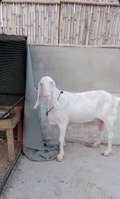 Rajanpuri Gulabi