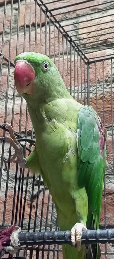Raw Parrot For sale Rs 22000/-.
