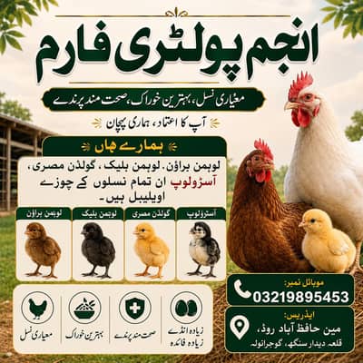 Lohman brown just females available