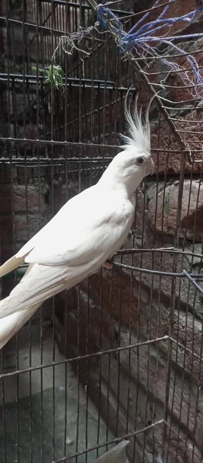Cocktails Pair for sale Rs 10000/-
