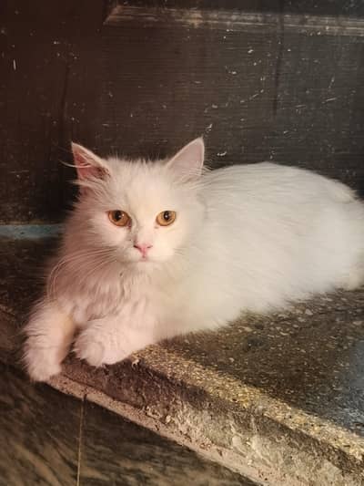percian white cat