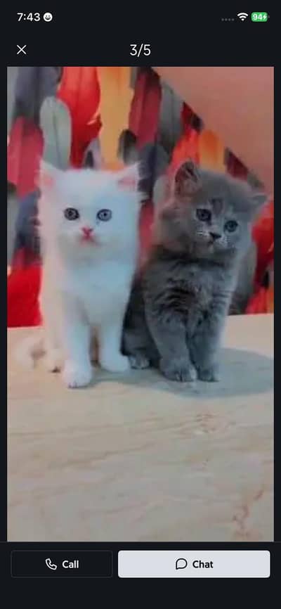 Persian cat for sale male or female my WhatsApp number 03093629454