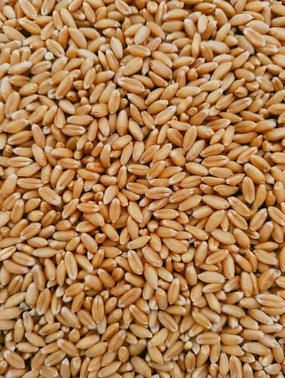 gandum for sale bilkul good  03064962665 4400 /40 kg