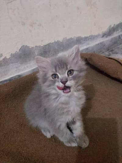 I'm saling Gray kitten 03260631131