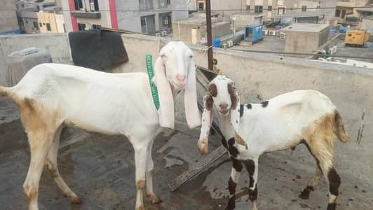 rajanpuri or makhicheni goats