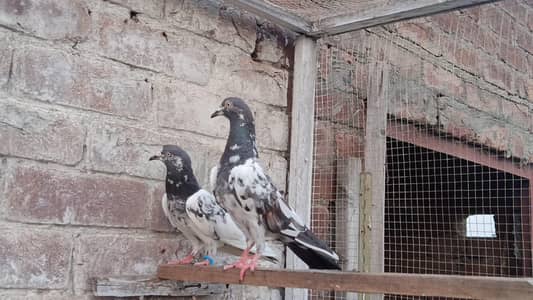 Teddy Breedar Pair