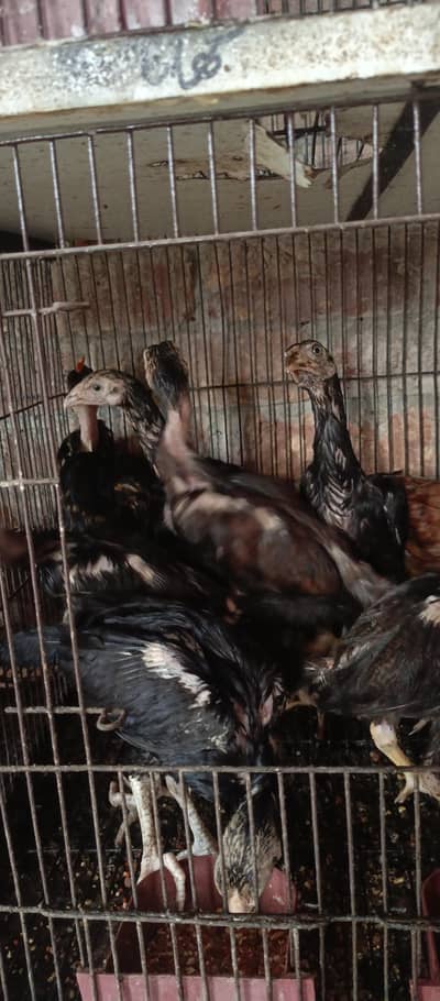 aseel chicks