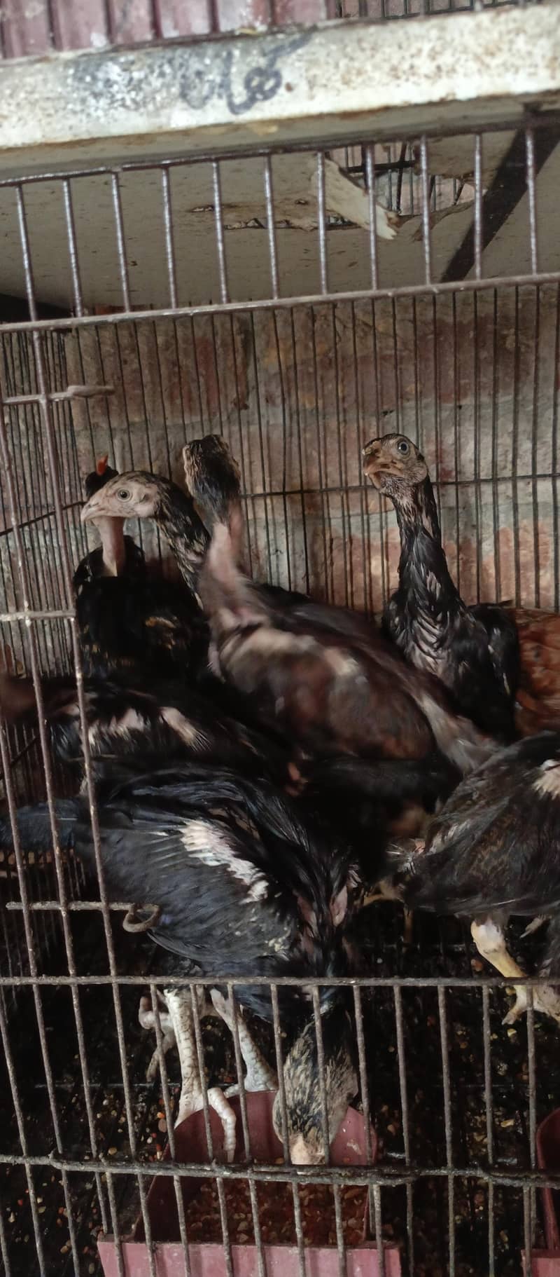 aseel chicks 0