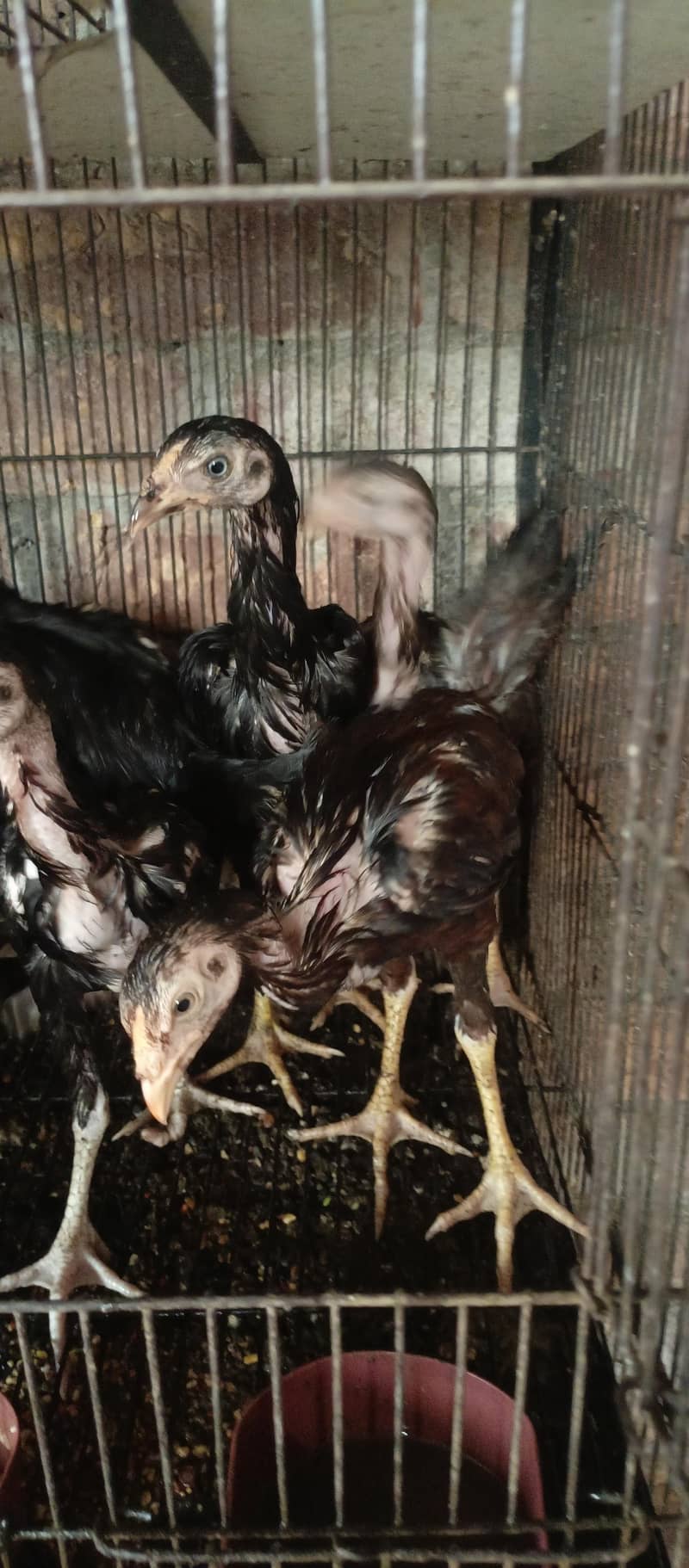 aseel chicks 1