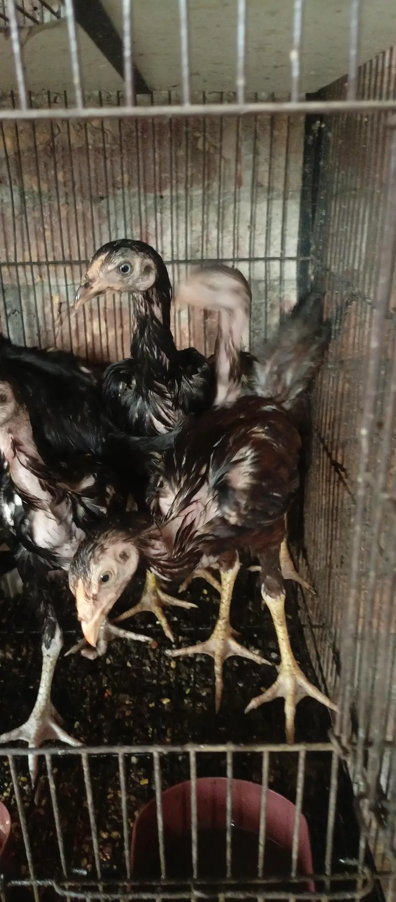 aseel chicks — photo 2