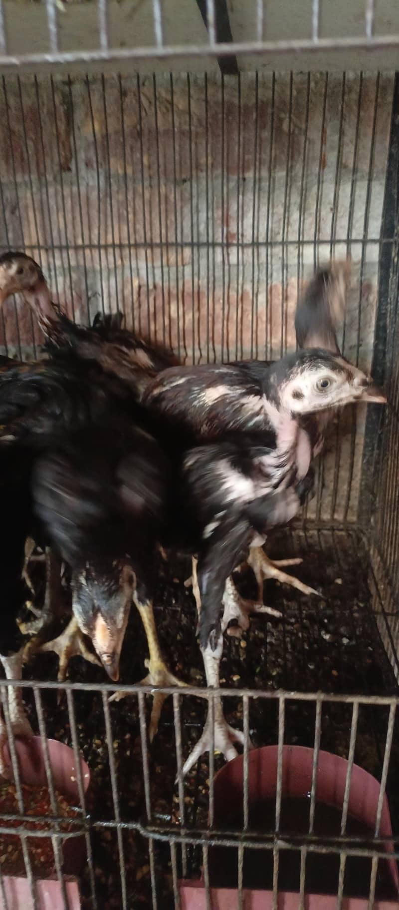 aseel chicks 2