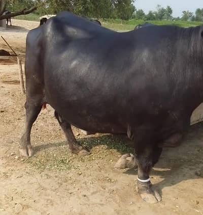 Buffalo