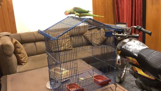 Male raw talking parrot+cage for sale 3225844099