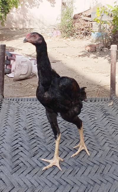 Shamo