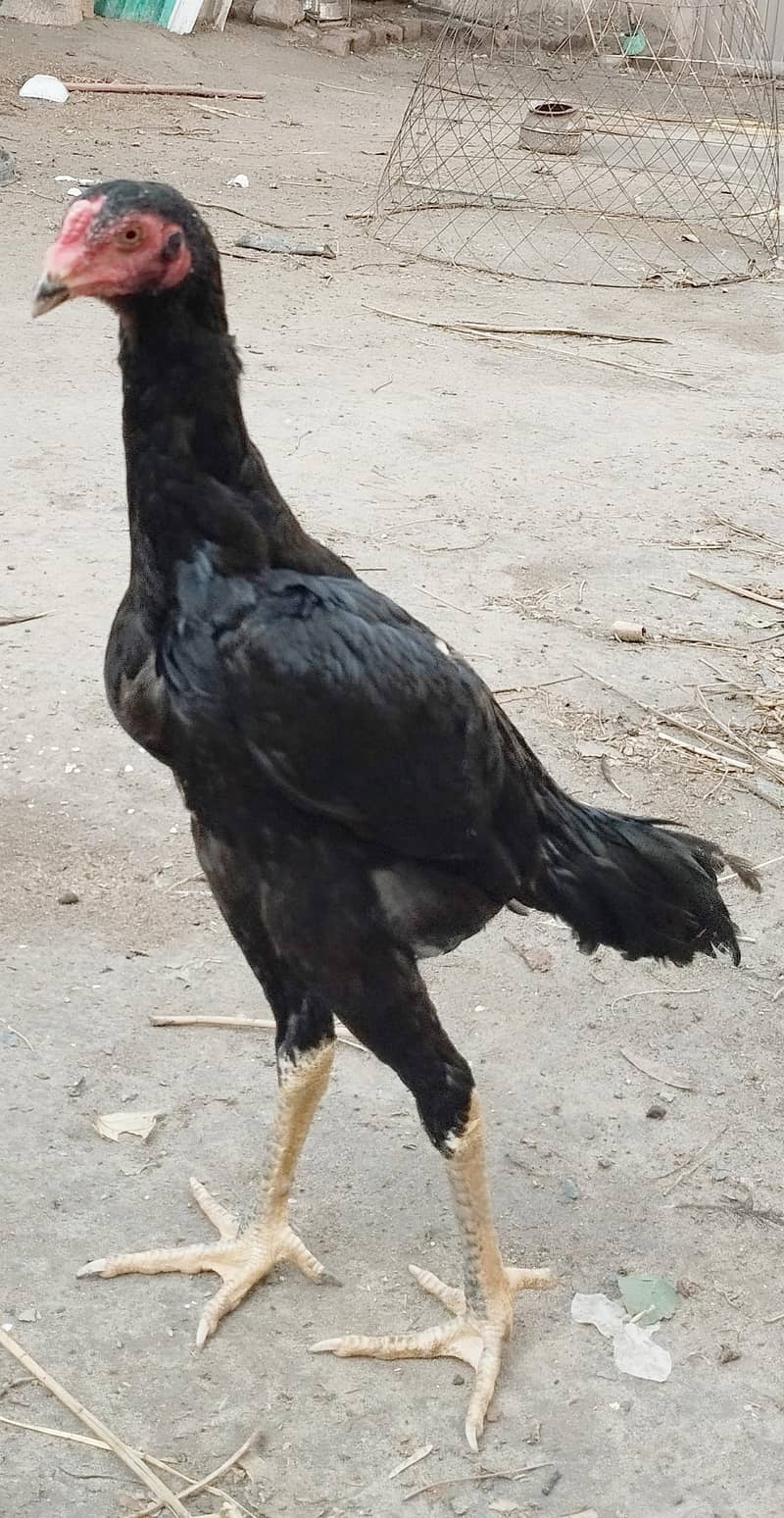Shamo 2
