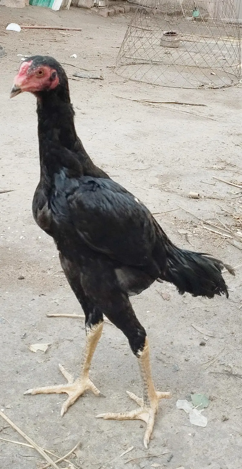 Shamo — photo 3