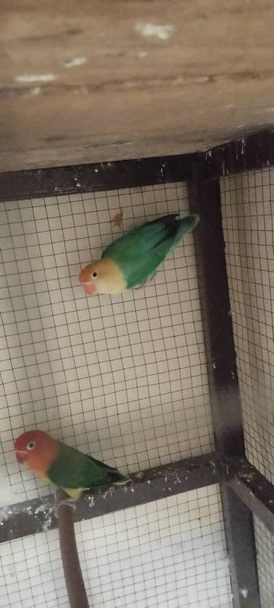 love bird