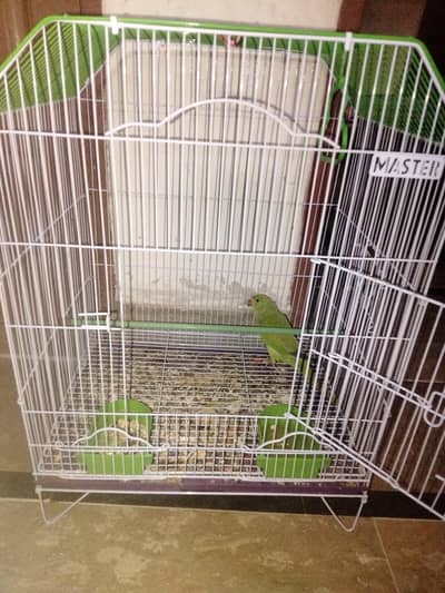 Ringneck parrot Chick 3 months ago confirm Male hai or cage be saad ha