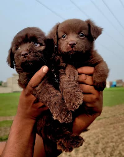 Chocolate female's