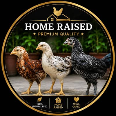 Premium Home-Raised Multi-Color Desi Chicks | Healthy | 2.5—3 months