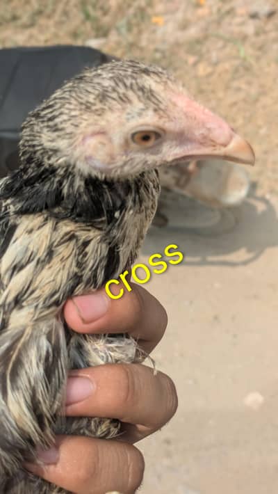 Barah vala cross he or chota vala pure Aseel he