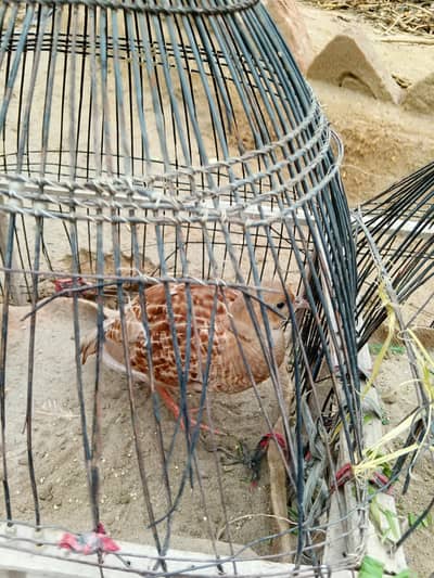 dhakni male and arani female