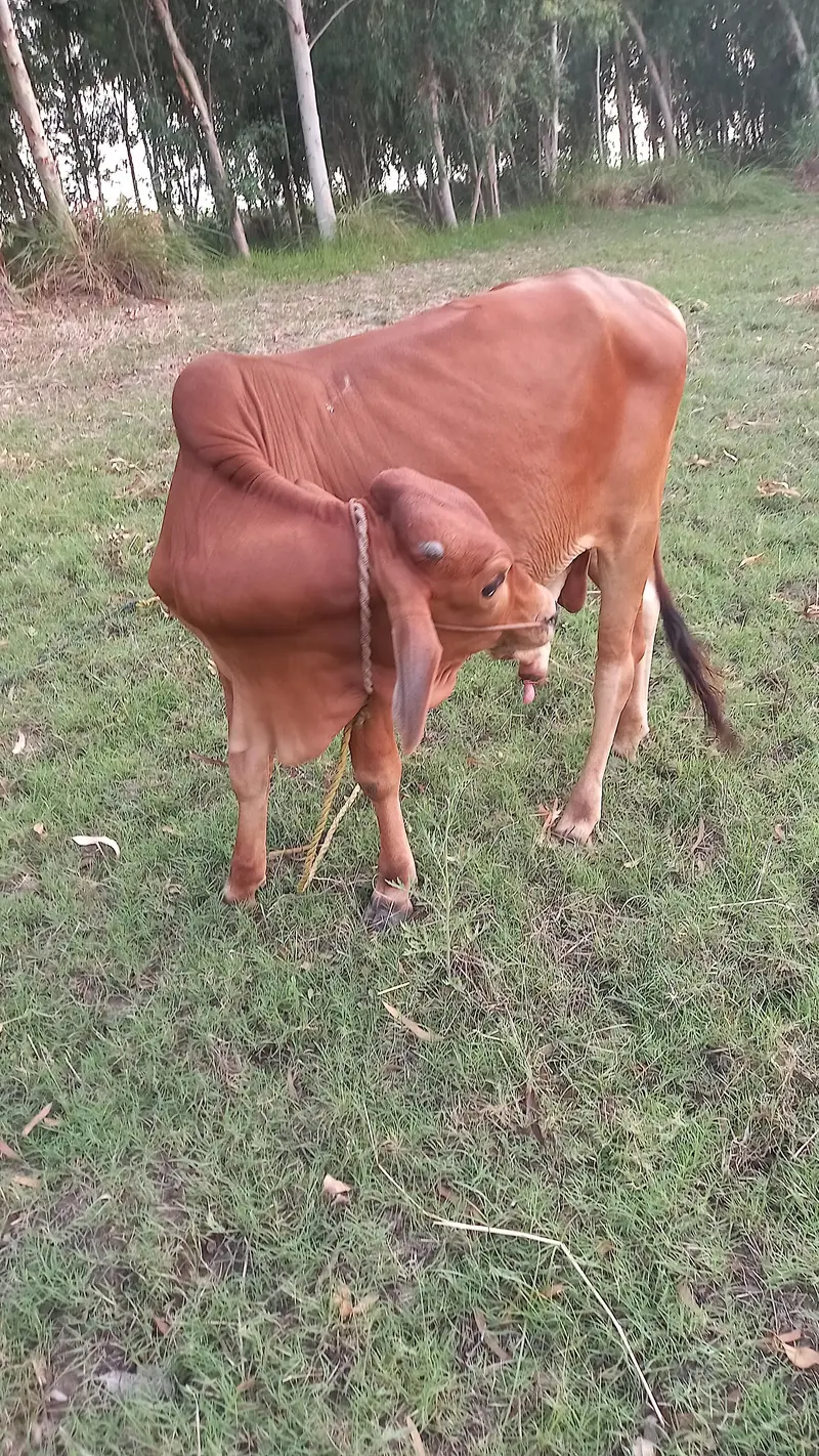 Kheera Bull for Sale — photo 2