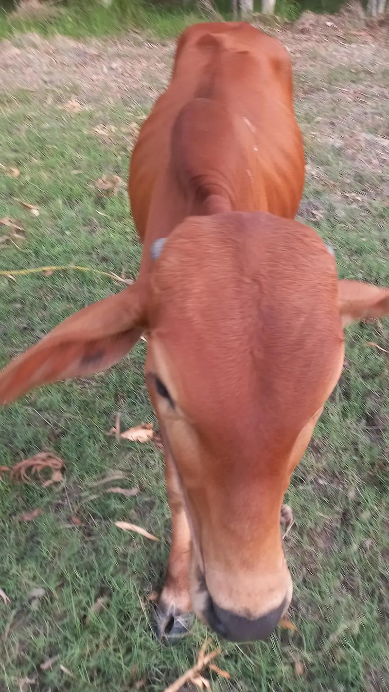 Kheera Bull for Sale — photo 3