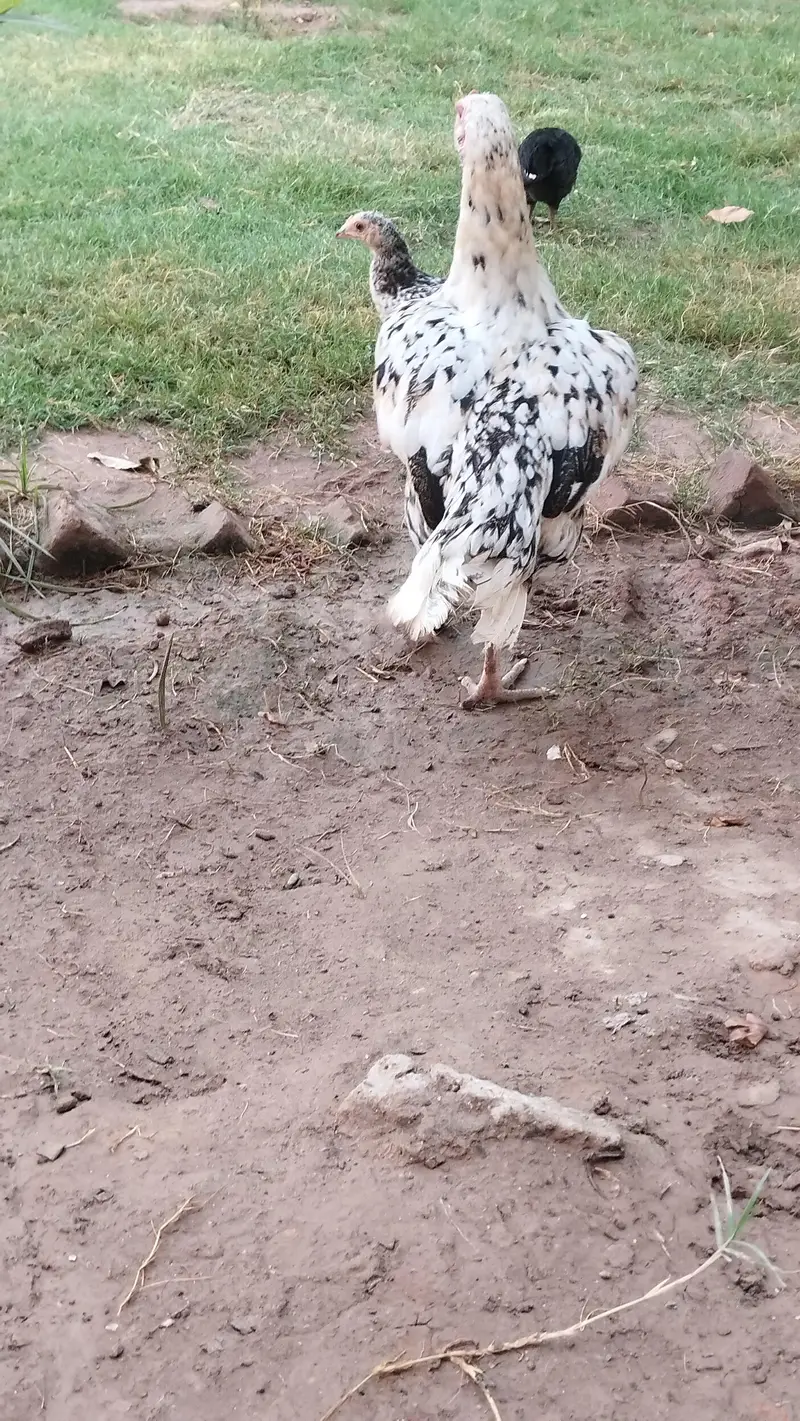 Hens available