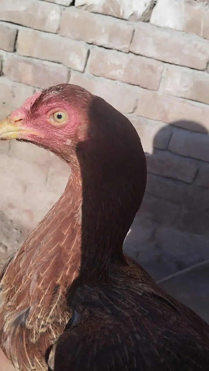 Hens available — photo 2