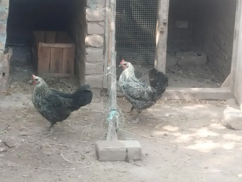 Hens available — photo 3