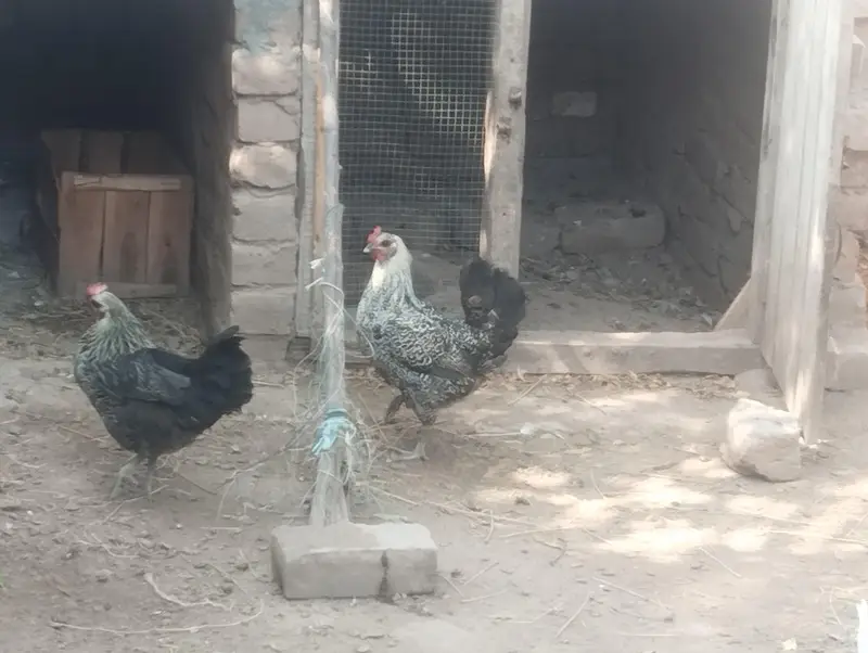 Hens available — photo 4