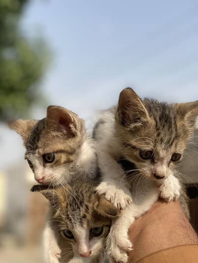 3 Cute Female Kittens for Sale – 35 Days Old