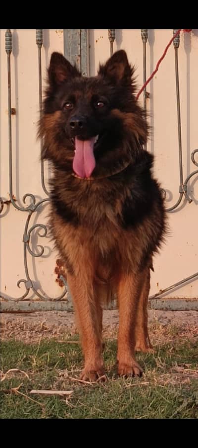 German Shepherd male 8 months for sale