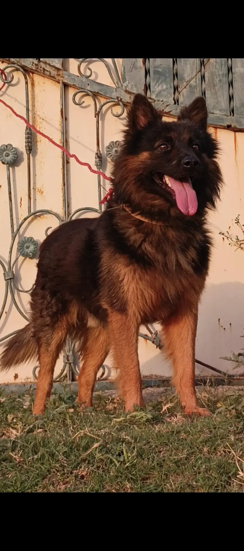 German Shepherd male 8 months for sale — photo 2