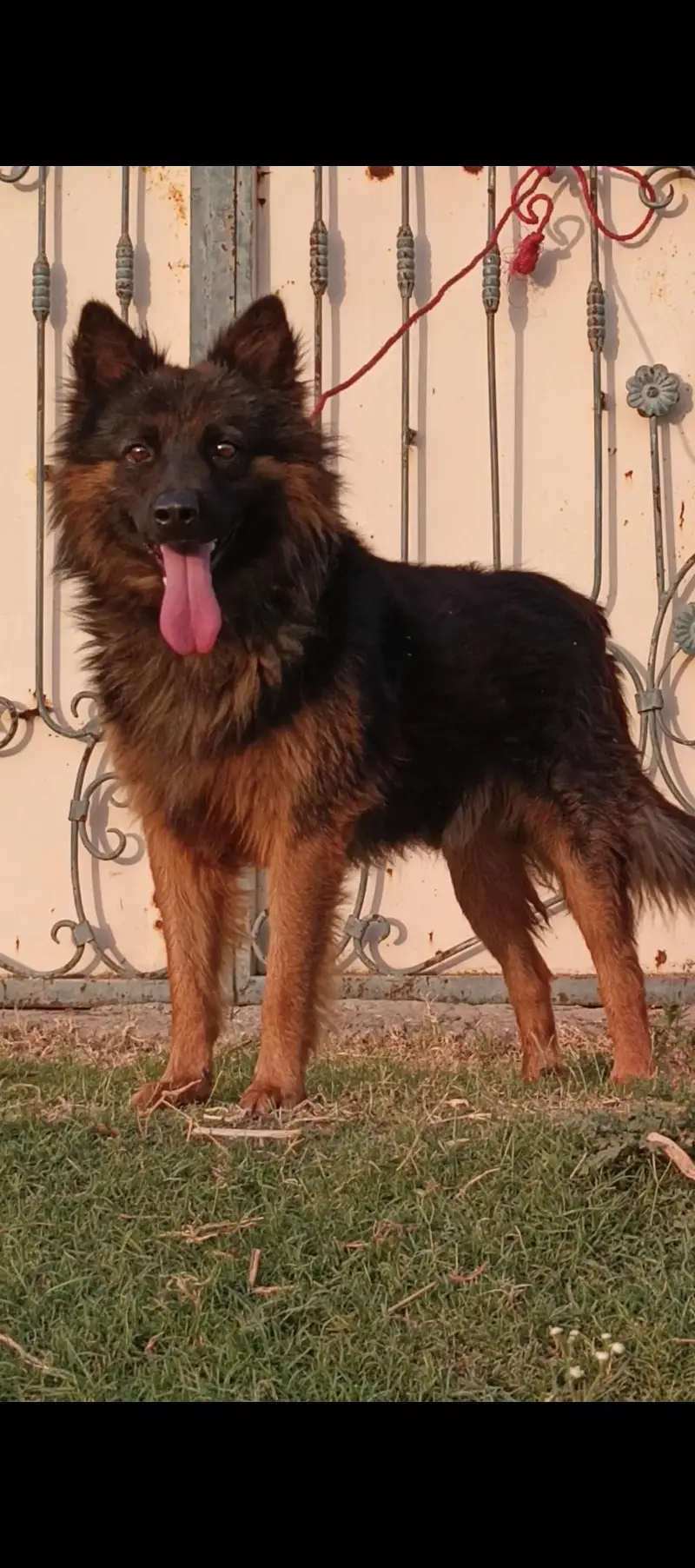 German Shepherd male 8 months for sale — photo 3