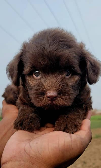 American poodles