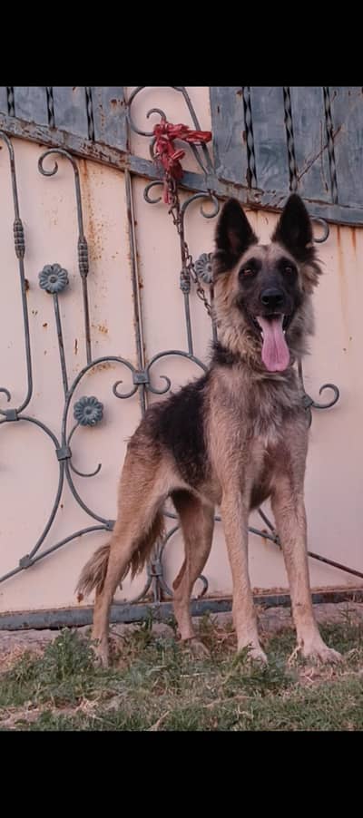 Belgium Shepherd female 11 months for sale