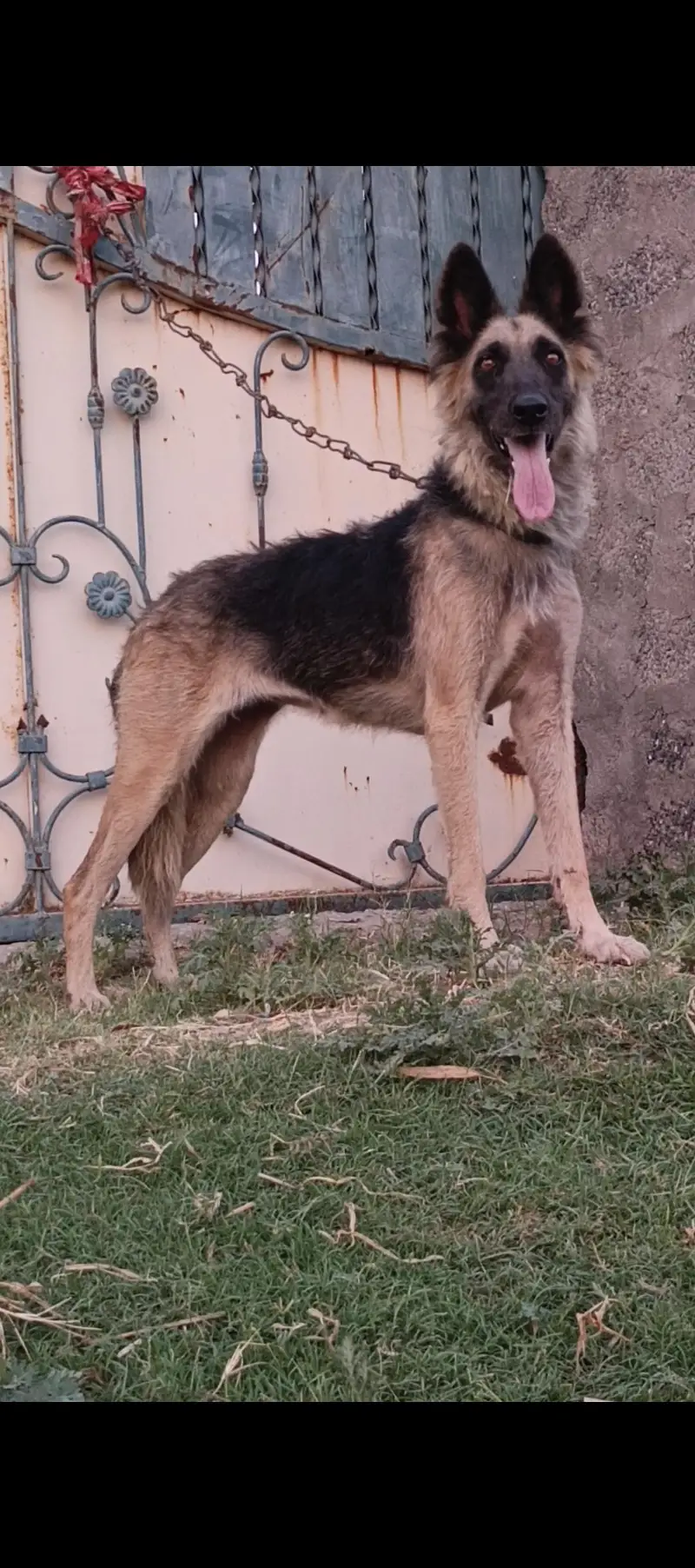 Belgium Shepherd female 11 months for sale — photo 2