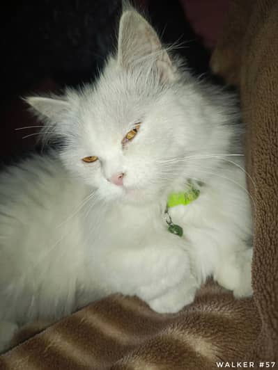 Persian Female Cat (Giveaway To Good Home)