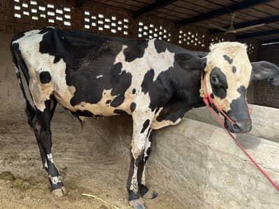 Bull for qurbani male cow