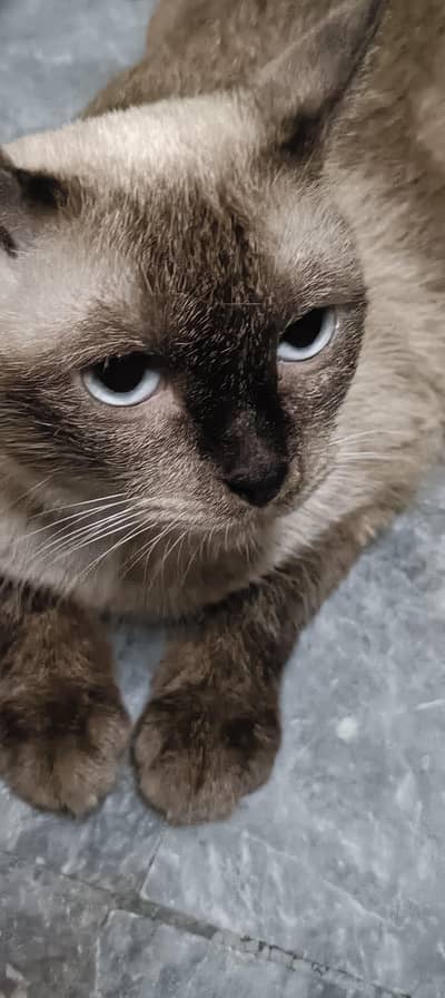 Beautiful 1-Year-Old Female Siamese Cat for Sale