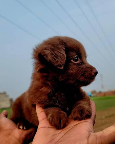 American poodle