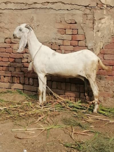 goat or os ka bacha