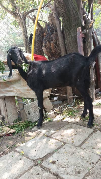 Three goats for sale
