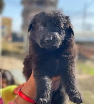 German Shepard pupi available