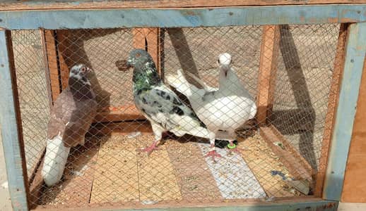 pigeons